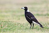 Australian Magpie